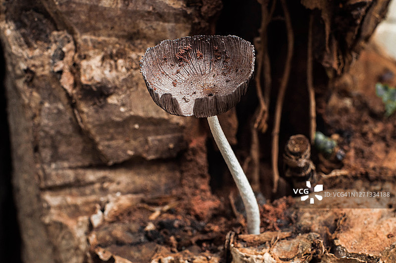 Coprinopsis lagopus也被称为harefoot蘑菇发现在Antipolo城，菲律宾图片素材