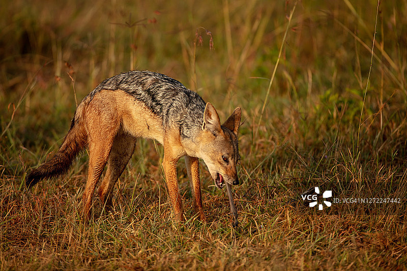 在纳库鲁平原上进食的黑背豺狼(Canis mesomelas)特写镜头图片素材
