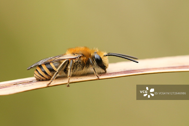 一只美丽的常春藤蜜蜂，栖息在芦苇上。图片素材