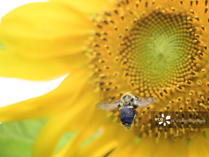 近距离观察一只蜜蜂在宾夕法尼亚州对抗美丽的向日葵花图片素材