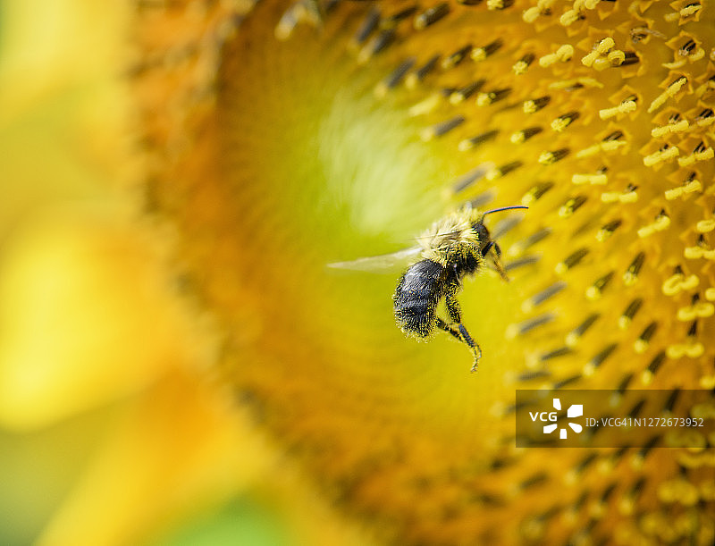 蜜蜂和宾夕法尼亚州一朵向日葵的美丽特写图片素材