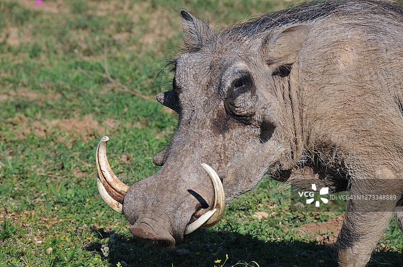 在南非东开普省的国家阿多大象公园里，一头疣猪正在吃草图片素材