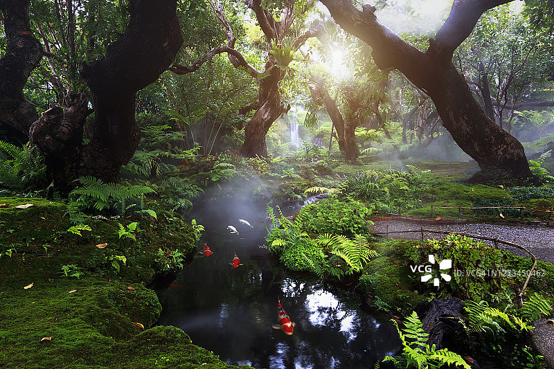 美丽的雨林。自然森林，瀑布和鲤鱼，阳光透过雾营造神秘的氛围图片素材