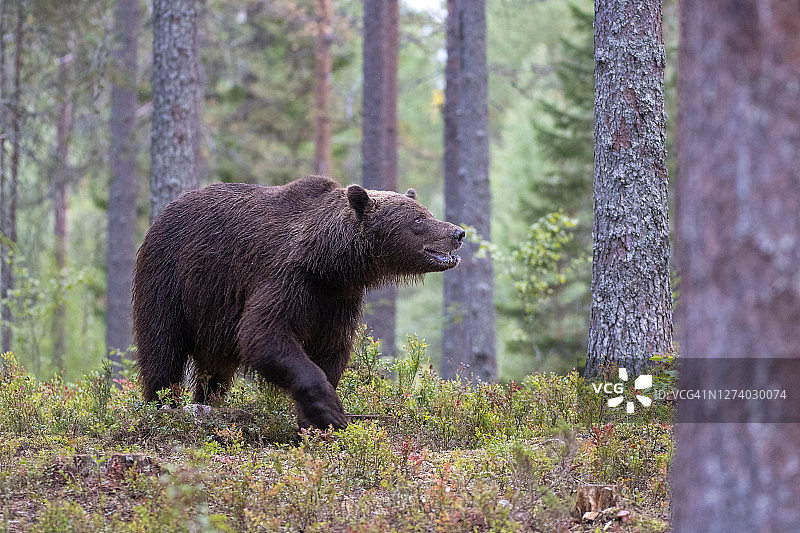 一只熊在芬兰北部锦湖附近的森林里行走图片素材