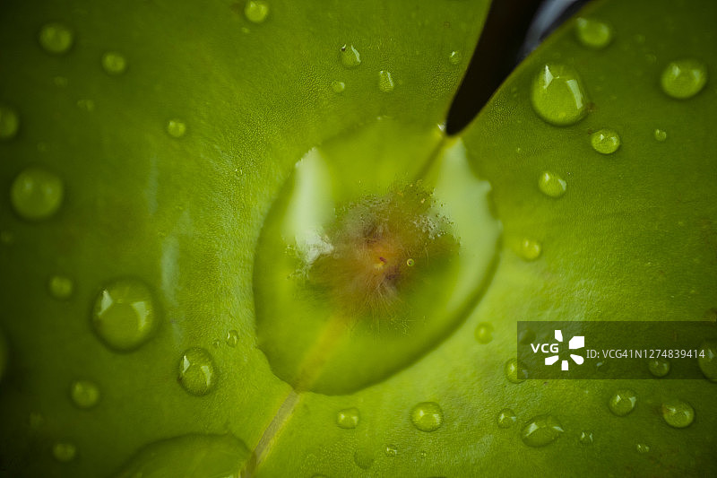 美丽的水滴在大自然的叶片近距离微距。新鲜多汁的绿叶在晨露的水滴户外。图片素材