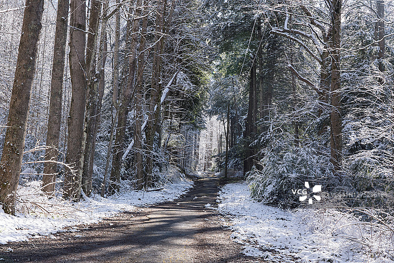 在冬天的雪地里，徒步穿越结冰的树木图片素材