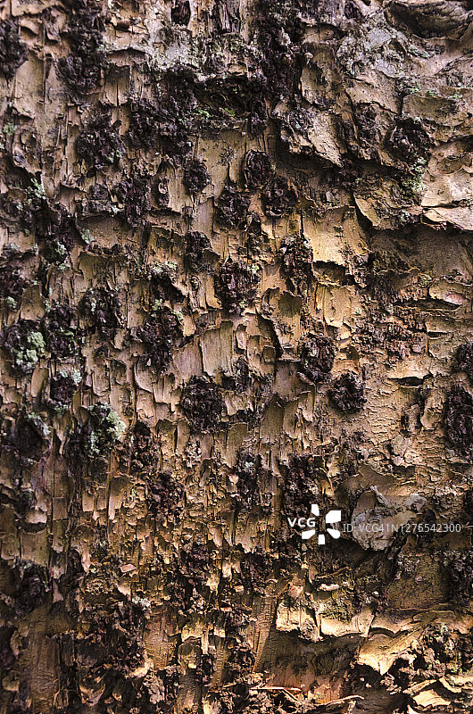 诺福克松树干(南洋松)图片素材
