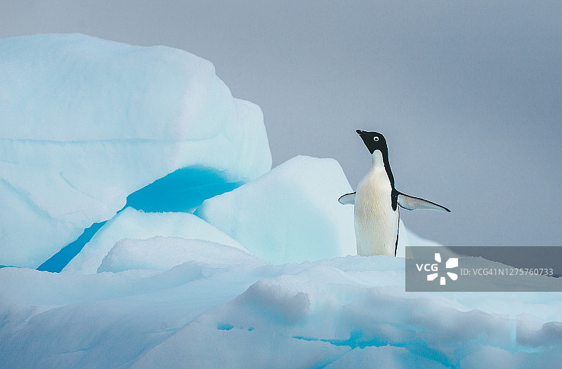 阿德利企鹅独自站在南极洲的冰山上图片素材
