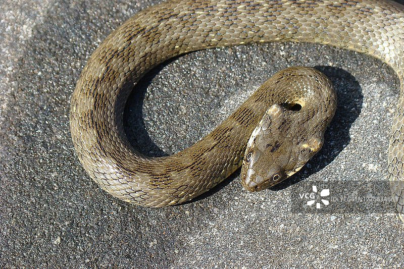 毒蛇水蛇(Natrix maura)图片素材