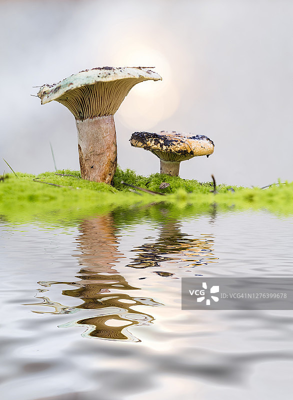 特写蘑菇季节(乳松菇)，反映在水面上。图片素材
