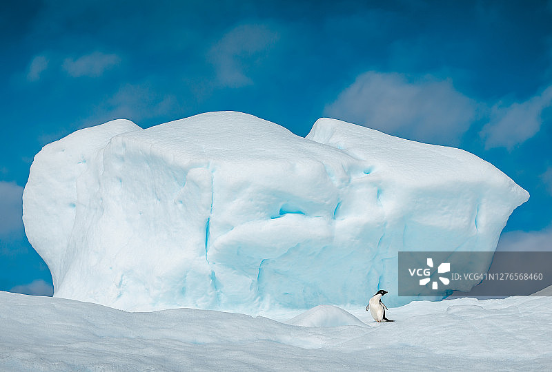 Adélie海冰上的企鹅图片素材