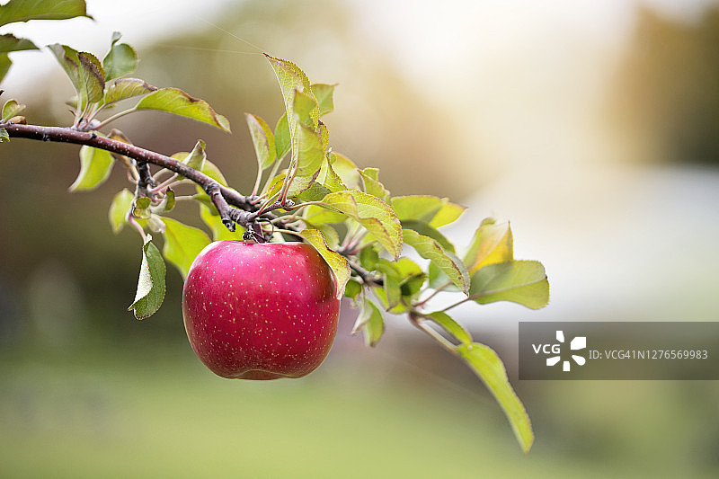 一个成熟的红苹果在树枝上近距离观看。图片素材