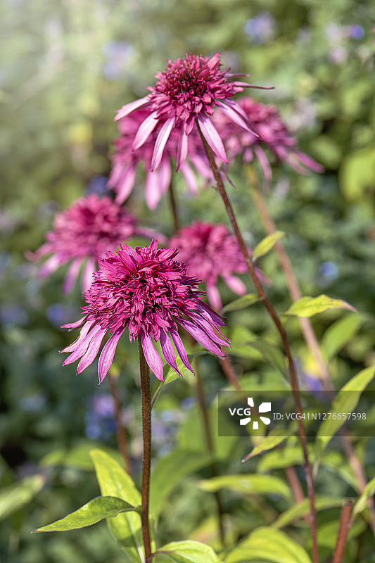 美丽的紫锥菊深粉色夏季花(至尊系列)“优雅”也被称为松果花图片素材