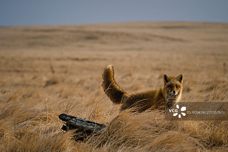 红狐(Vulpes Vulpes)好奇地从草地上向外张望图片素材
