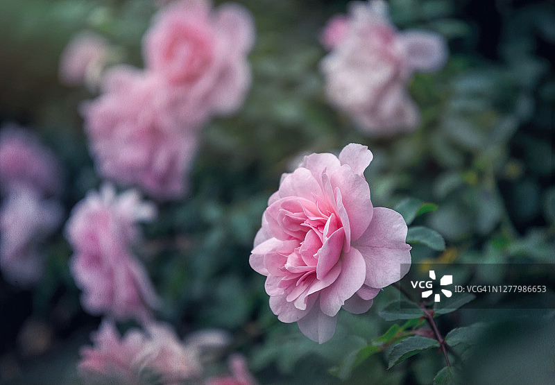 娇嫩的秋天英国茶玫瑰在花园里图片素材