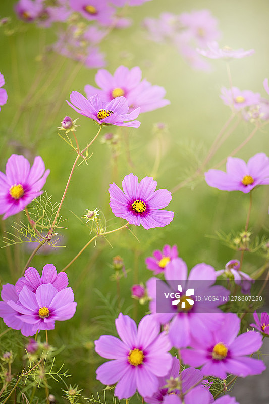 充满活力的粉红色，夏天盛开的宇宙花在柔和的阳光下，在英国花园图片素材