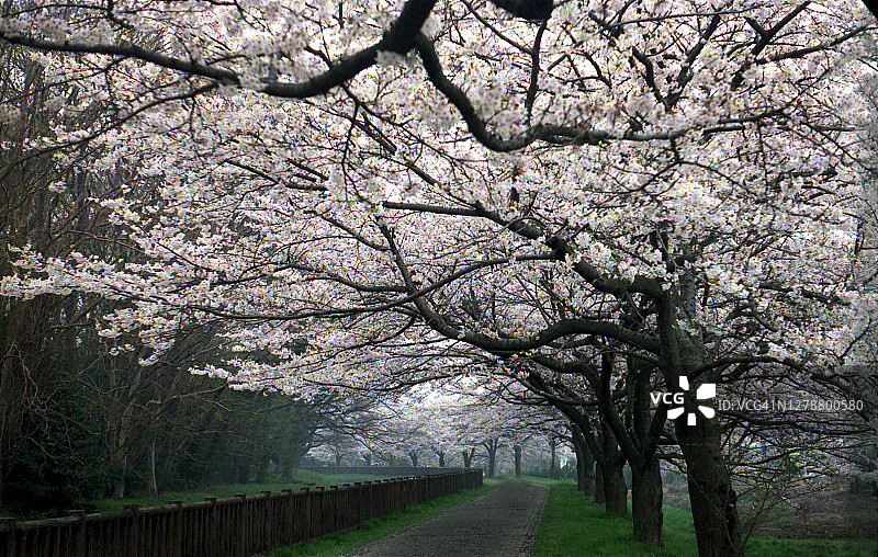 一排盛开的樱花树图片素材