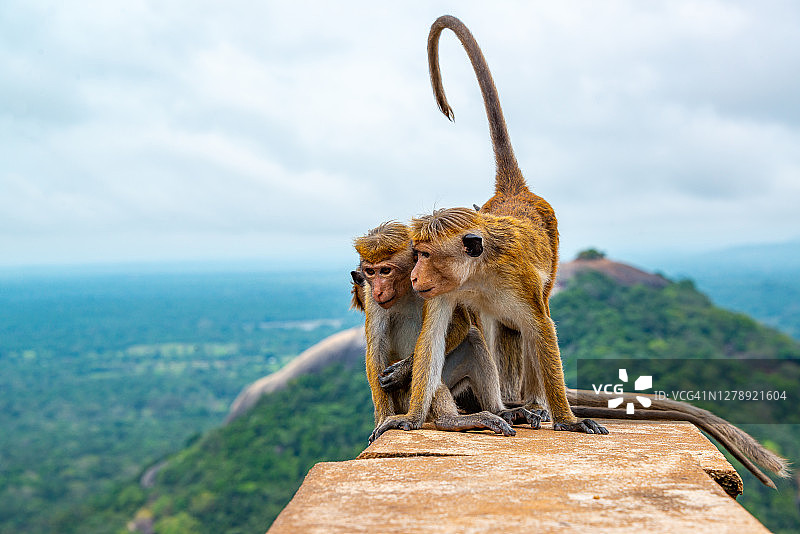 斯里兰卡西格里亚狮子山堡垒里的猴子。图片素材