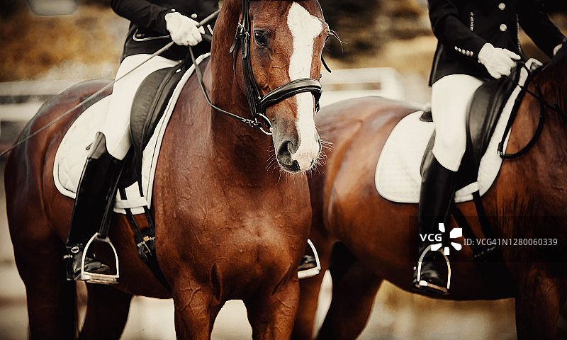 两匹运动马穿了一身酸模西装。这是一匹鼻子上有白色沟槽的酸模马的肖像。骑手的腿在马镫上，骑着一匹红马。图片素材