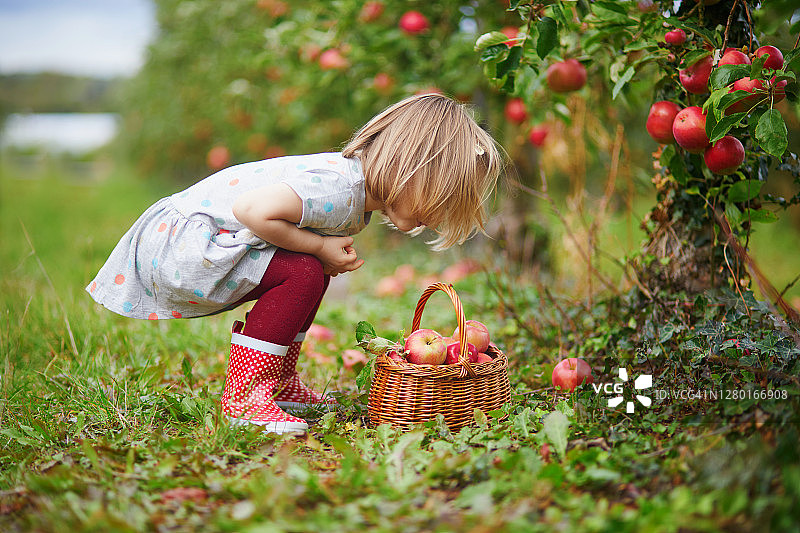 可爱的蹒跚学步的小女孩在木箱子里采摘成熟的红色有机苹果图片素材