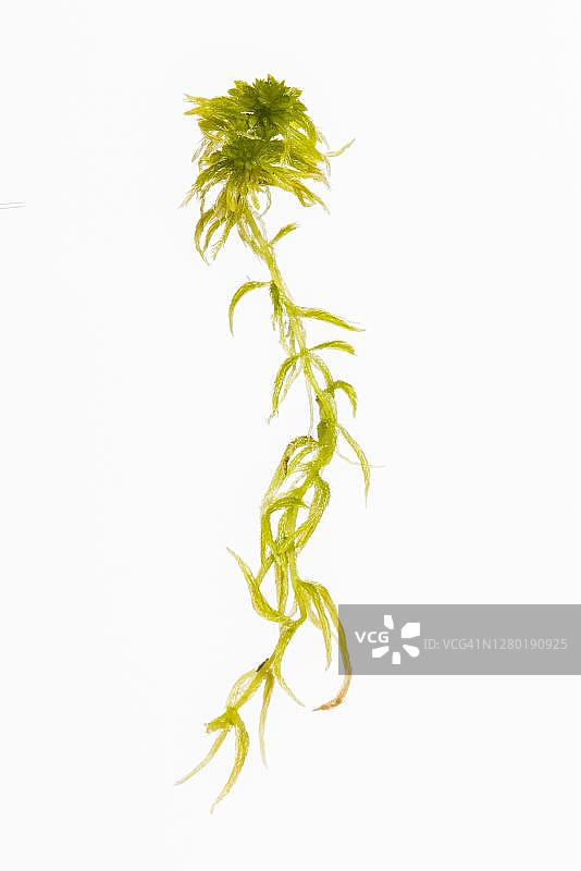 泥炭藓(泥炭藓)豁免，沼泽，植物，戈尔登斯泰特，下萨克森，德国图片素材