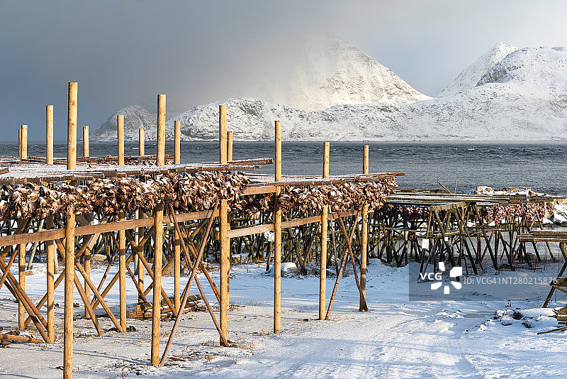 巨大的木架子上放满了晒干的鳕鱼，在一个美妙的雪景里图片素材