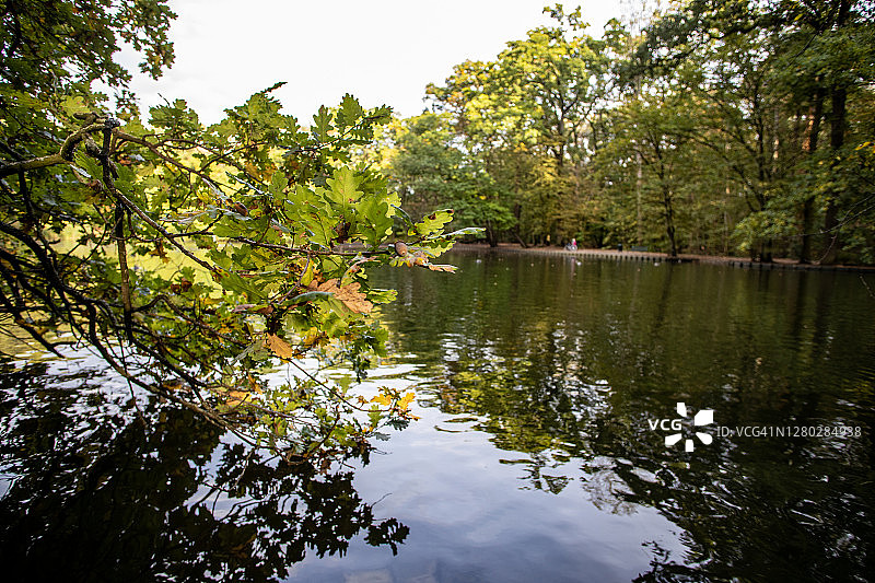 德国公园里的湖和树图片素材