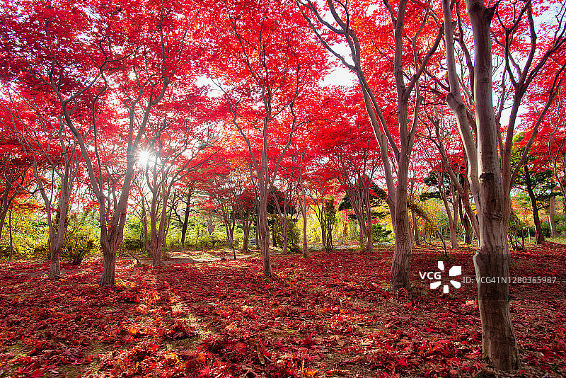 美丽浪漫的小巷，公园里有五颜六色的树木和阳光。秋天的自然背景。秋叶地面图片素材