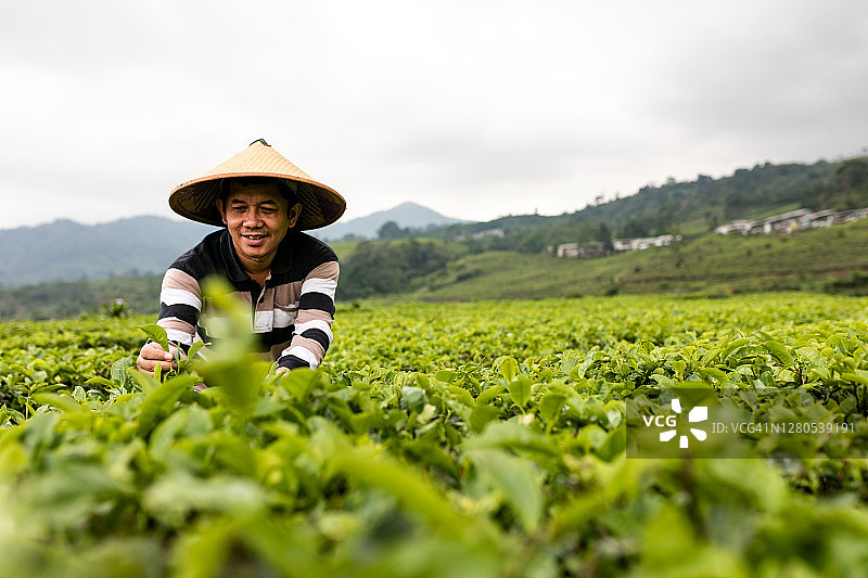 一个亚洲人在茶园采摘新鲜的茶叶图片素材