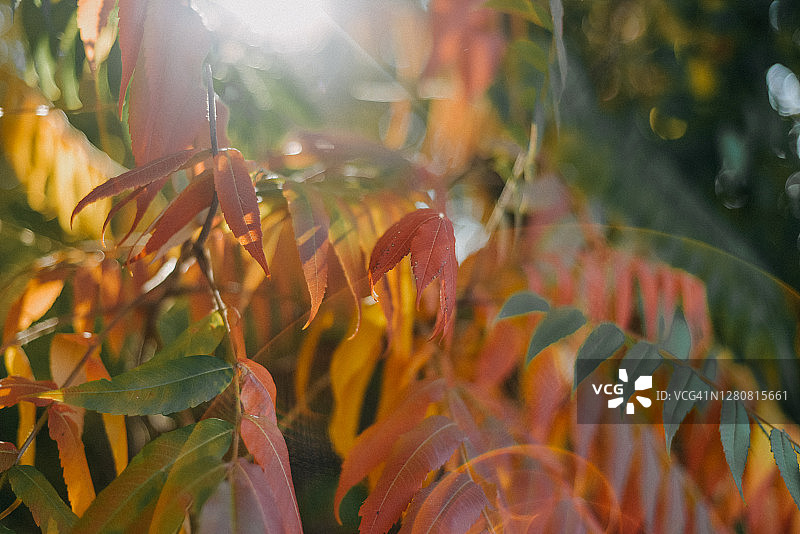 秋日的阳光从漆树的叶子上窥视图片素材