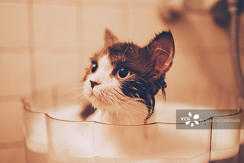 在浴缸里洗澡的小猫图片素材