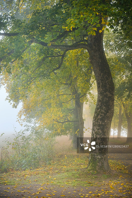 秋天枫树有雾图片素材