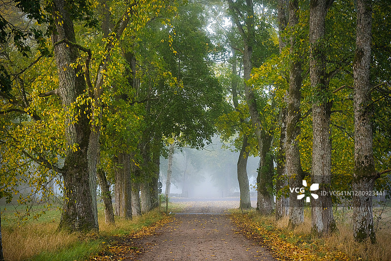 在秋天的晨雾中，一条砾石路，边上有枫树图片素材