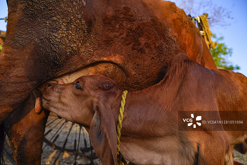 母亲的爱-印度母牛喂养小牛图片素材