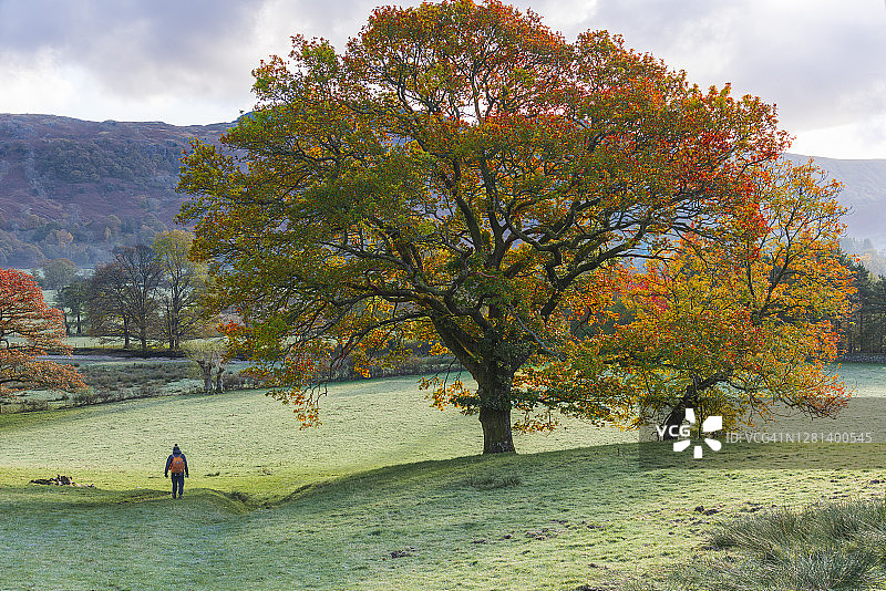博罗戴尔和罗斯维特的乡村秋天的早晨树图片素材