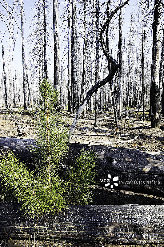 幼树在烧毁的森林中生长图片素材