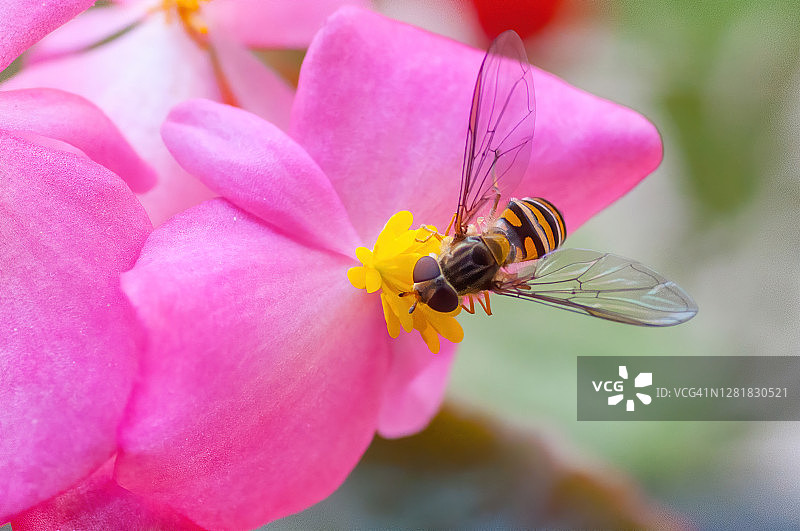 海棠花上的食蚜蝇图片素材