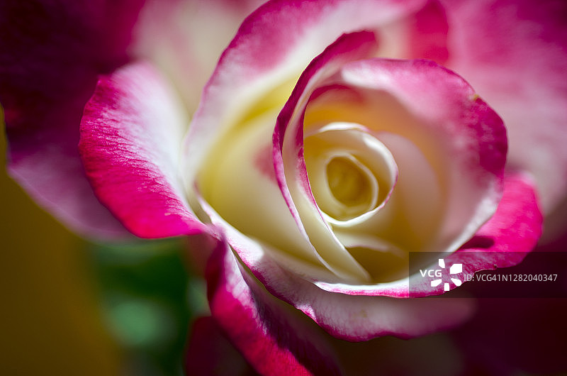 玫瑰在花瓶图片素材