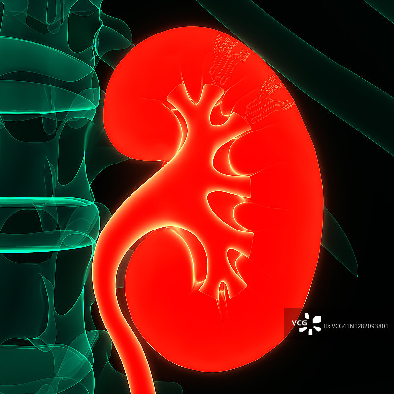 人体泌尿系统及肾脏解剖学图片素材