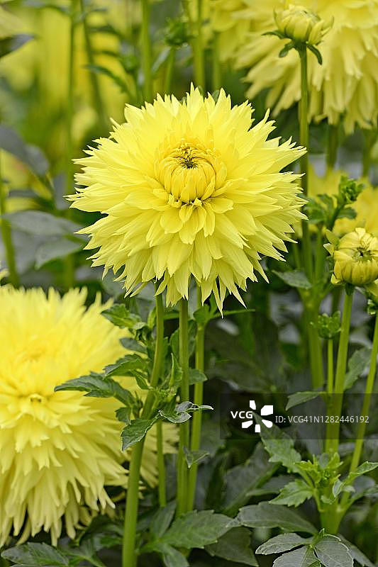 鹿茸大丽花(Dahlia)品种黑尔博普，亮黄色花，北莱茵-威斯特伐利亚，德国图片素材