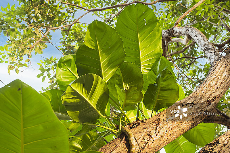 低角度观察在树上生长的槟榔植物图片素材