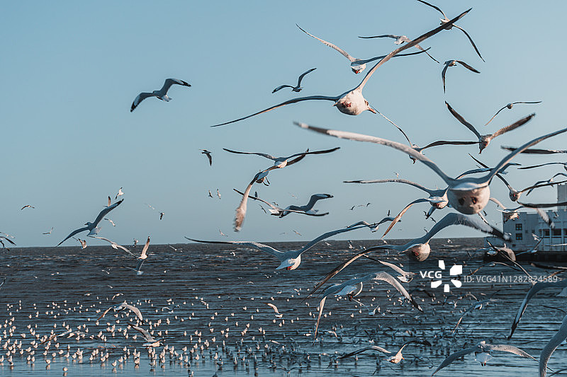 海鸥在海面上迎着天空飞翔图片素材
