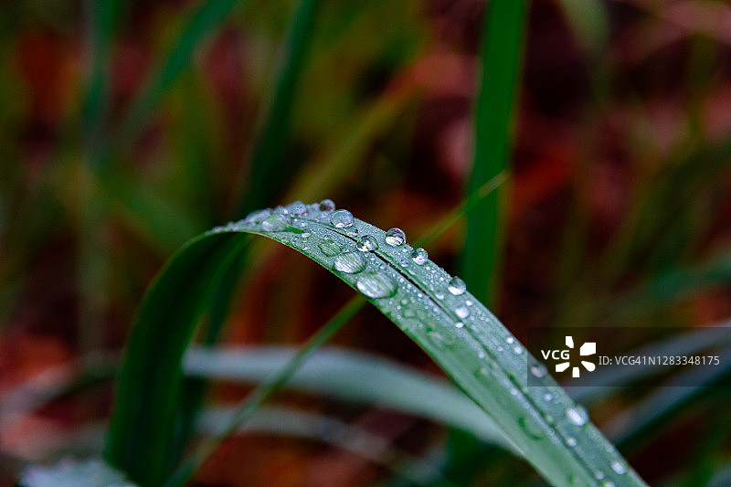 在一个阳光明媚的日子里，绿色的草与雨滴紧密相连图片素材