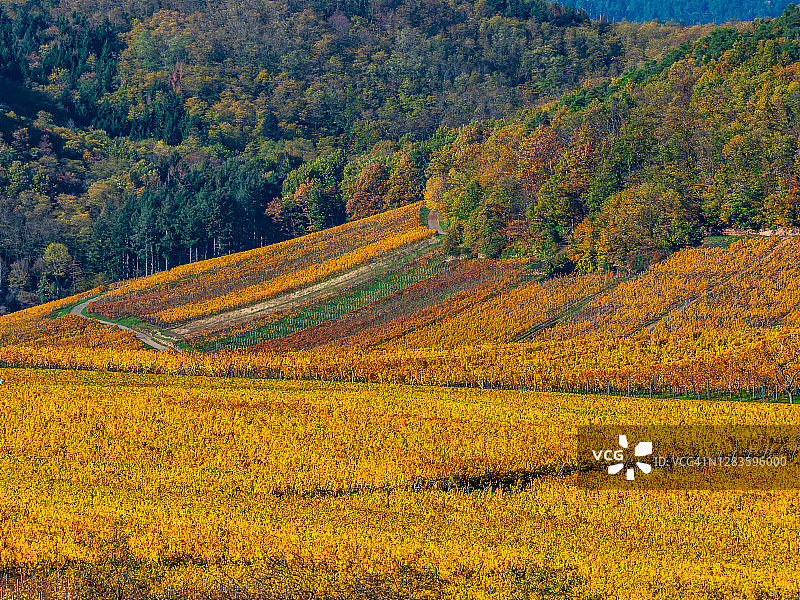 黄色和橙色的秋天葡萄园在阿尔萨斯。庄稼已经收获了。孚日山脉令人惊叹的美丽和色彩斑斓。法国图片素材