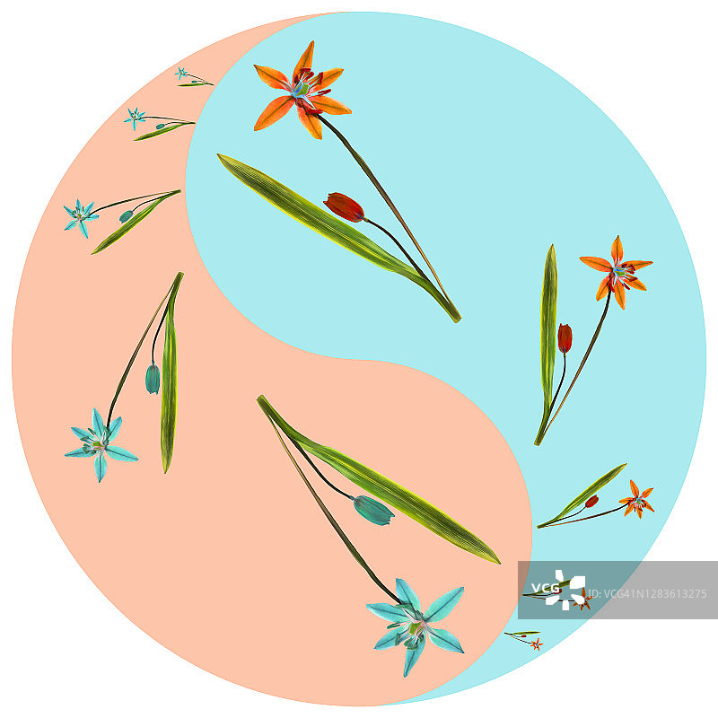 花象征阴阳。蓝铃,斯库拉。几何图案的阴阳符号，从植物的彩色背景在东方风格。阴阳符号取自花、花瓣。曼荼罗的花卉插图。图片素材