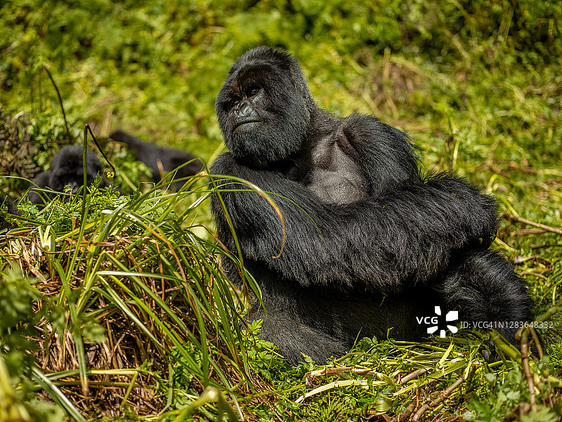 银背山地大猩猩(白令盖大猩猩)的正面视图坐在火山国家公园，卢旺达图片素材