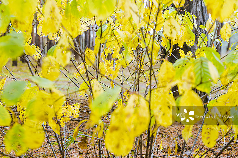 秋天桦树的黄色树叶。图片素材