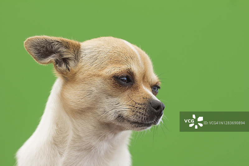 绿色背景上的狗肖像图片素材