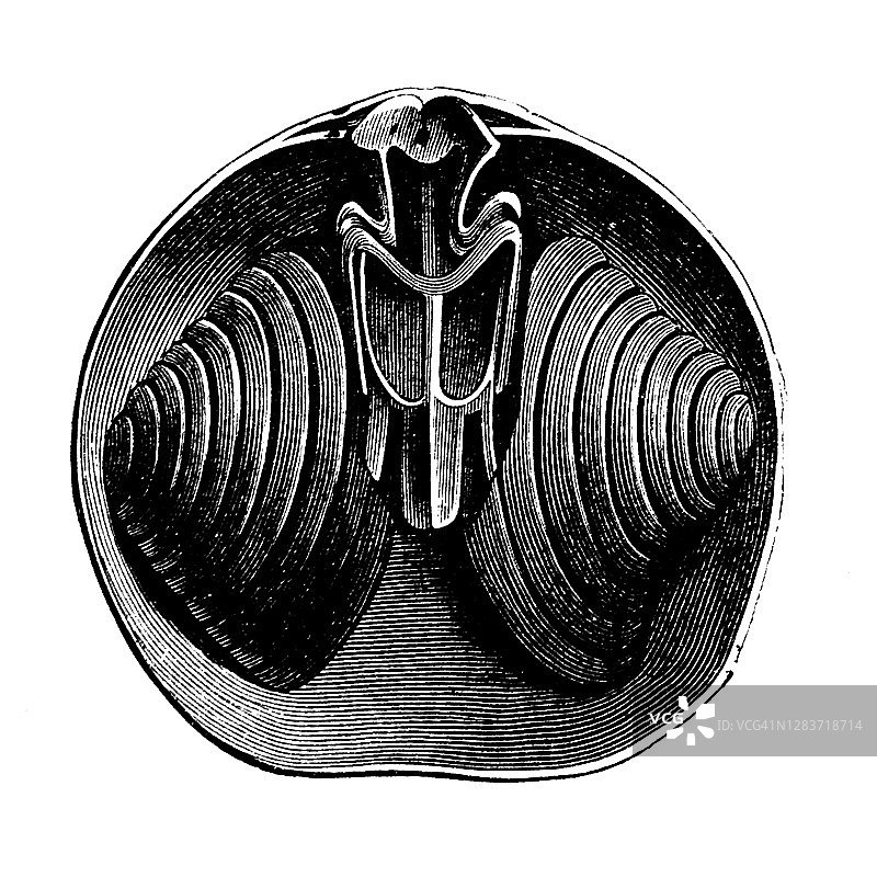 螺旋体(Spirigera concentrica)是已灭绝的有关节腕足动物化石的一个目，以其长长的折页线而闻名，这通常是贝壳最宽的部分图片素材