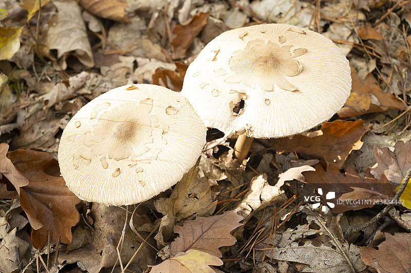 阳伞蘑菇，被称为长生伞或长叶伞，生长在森林地面。德国(勃兰登堡)图片素材
